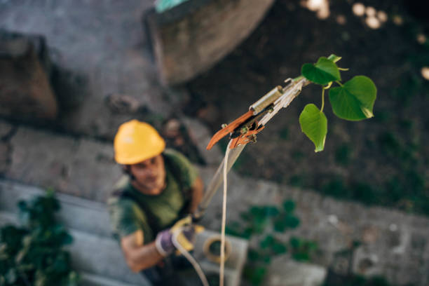 Best Fruit Tree Pruning  in San Martin, CA