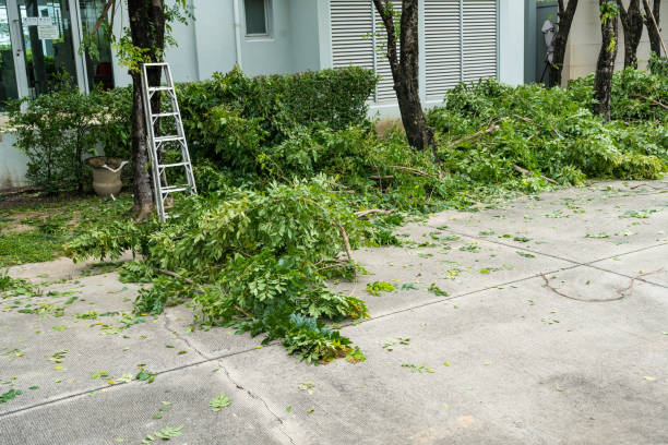 Best Commercial Tree Services  in San Martin, CA