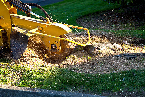 Best Lawn Maintenance Plans  in San Martin, CA
