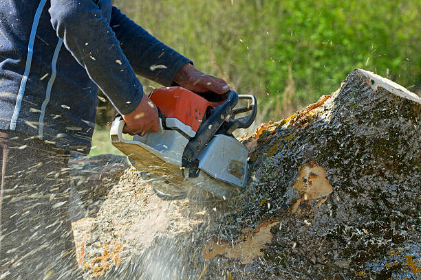 Best Lawn Pest Prevention  in San Martin, CA